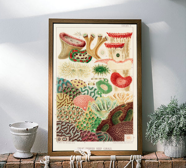 Vintage Illustration Wall Art - Great Barrier Reef Coral, Plate V